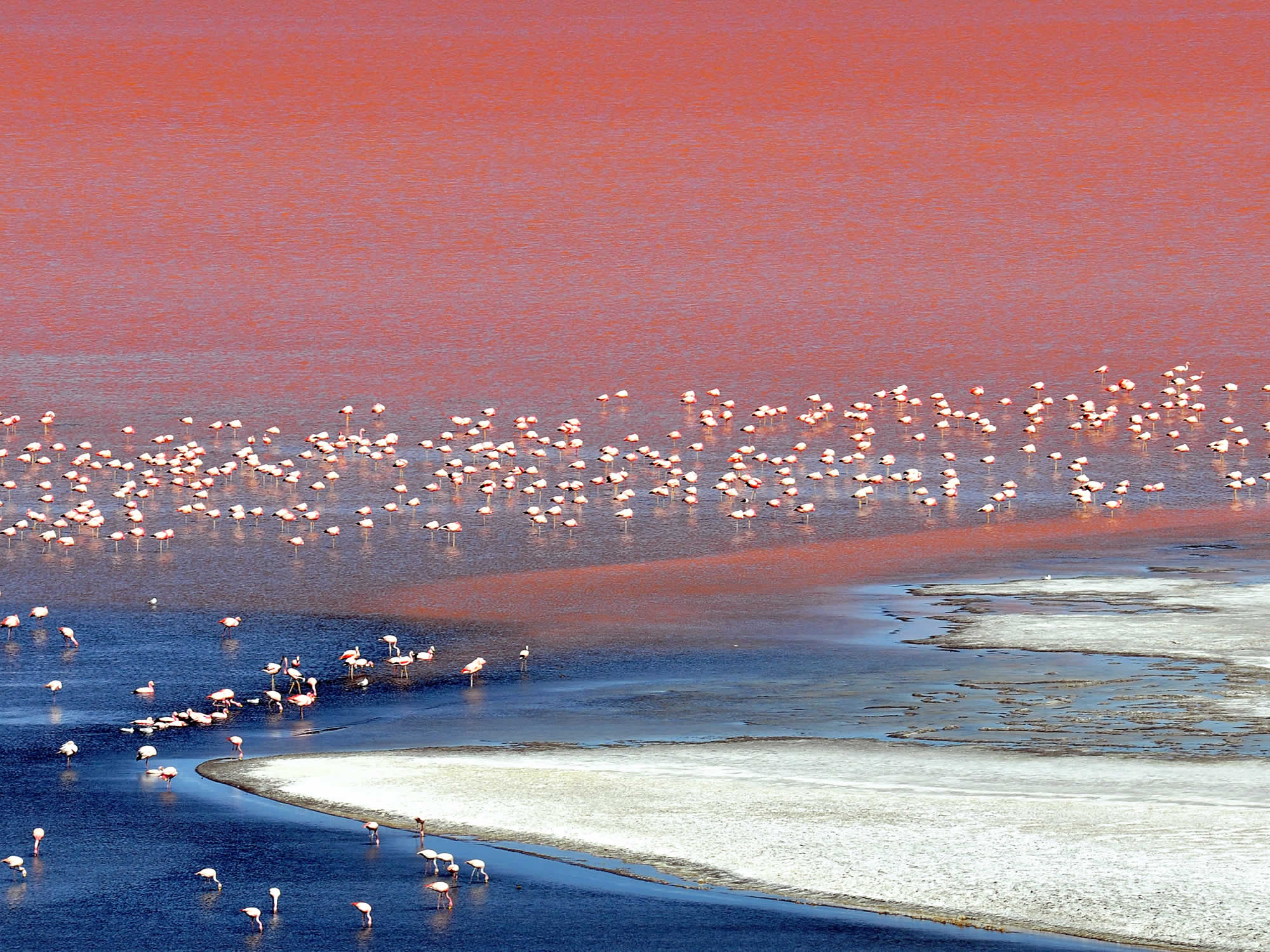 Flamingos at the Red lagoon