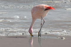 Andean Flamingo.