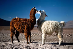 Llamas