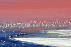 Flamingos.