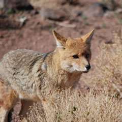 Andean fox