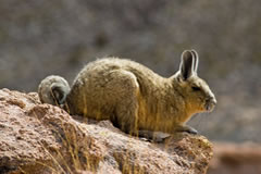 Vizcacha