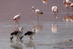 Andean geese