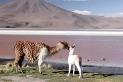 Llama family at the Red Lagoon.