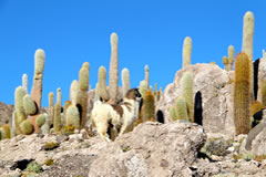 A llama stand next to a cactus on Incahuasi island.