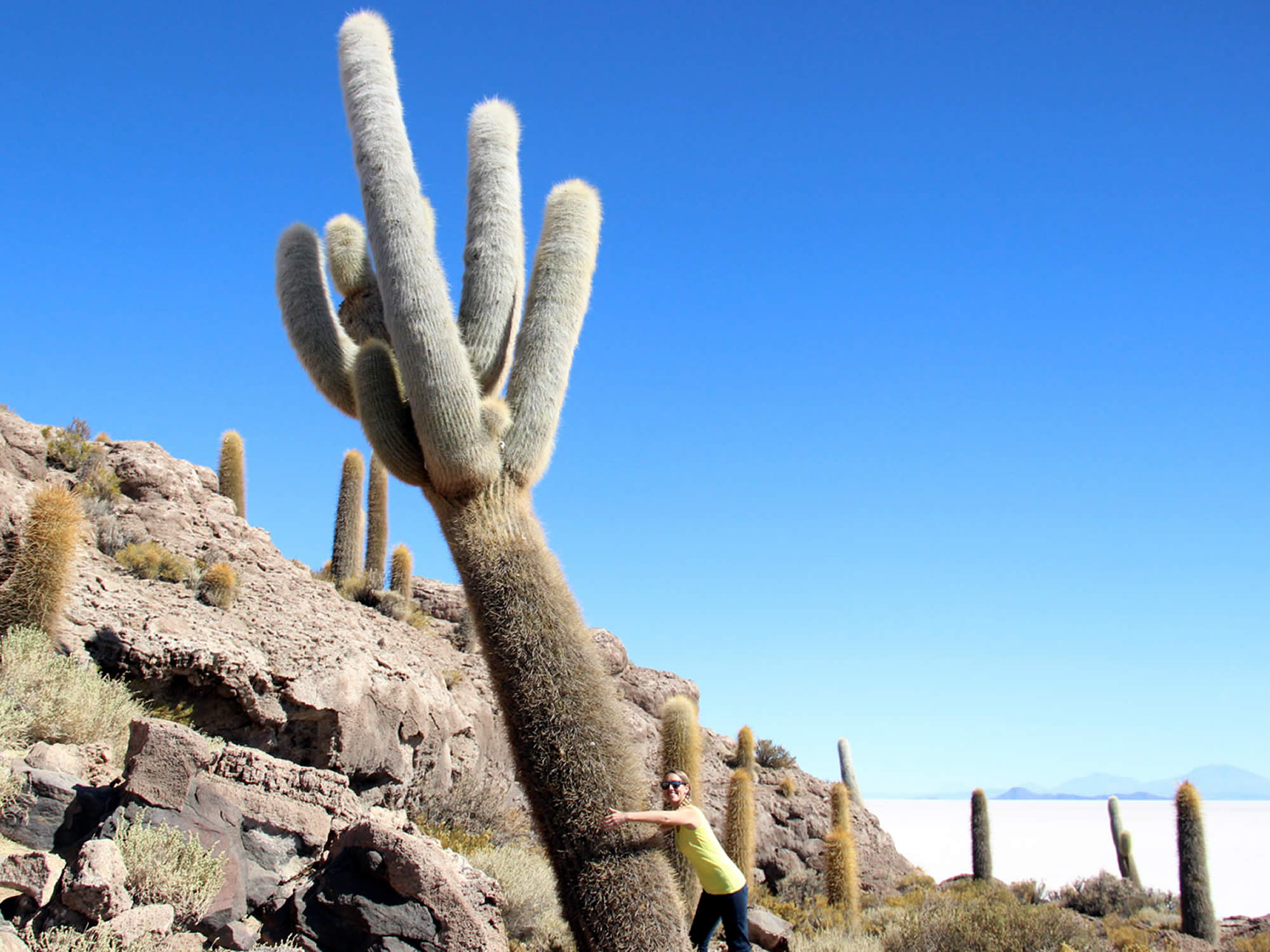 Thousand year old cactus