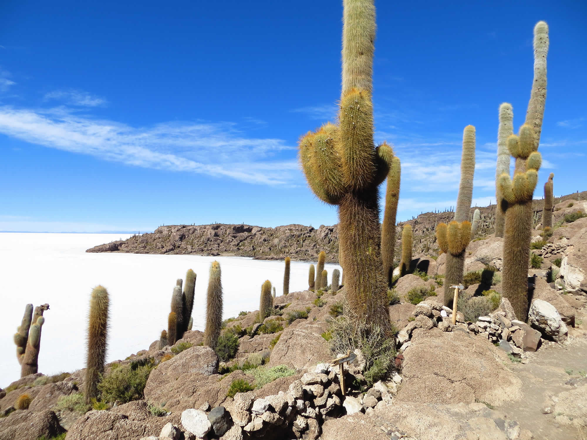 Giant cactus on Isla Incahuasi